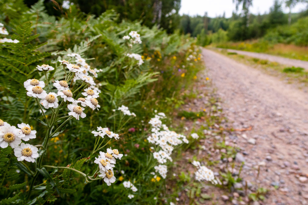 Vita blommot längs grusväg som följer Bergslagsleden
