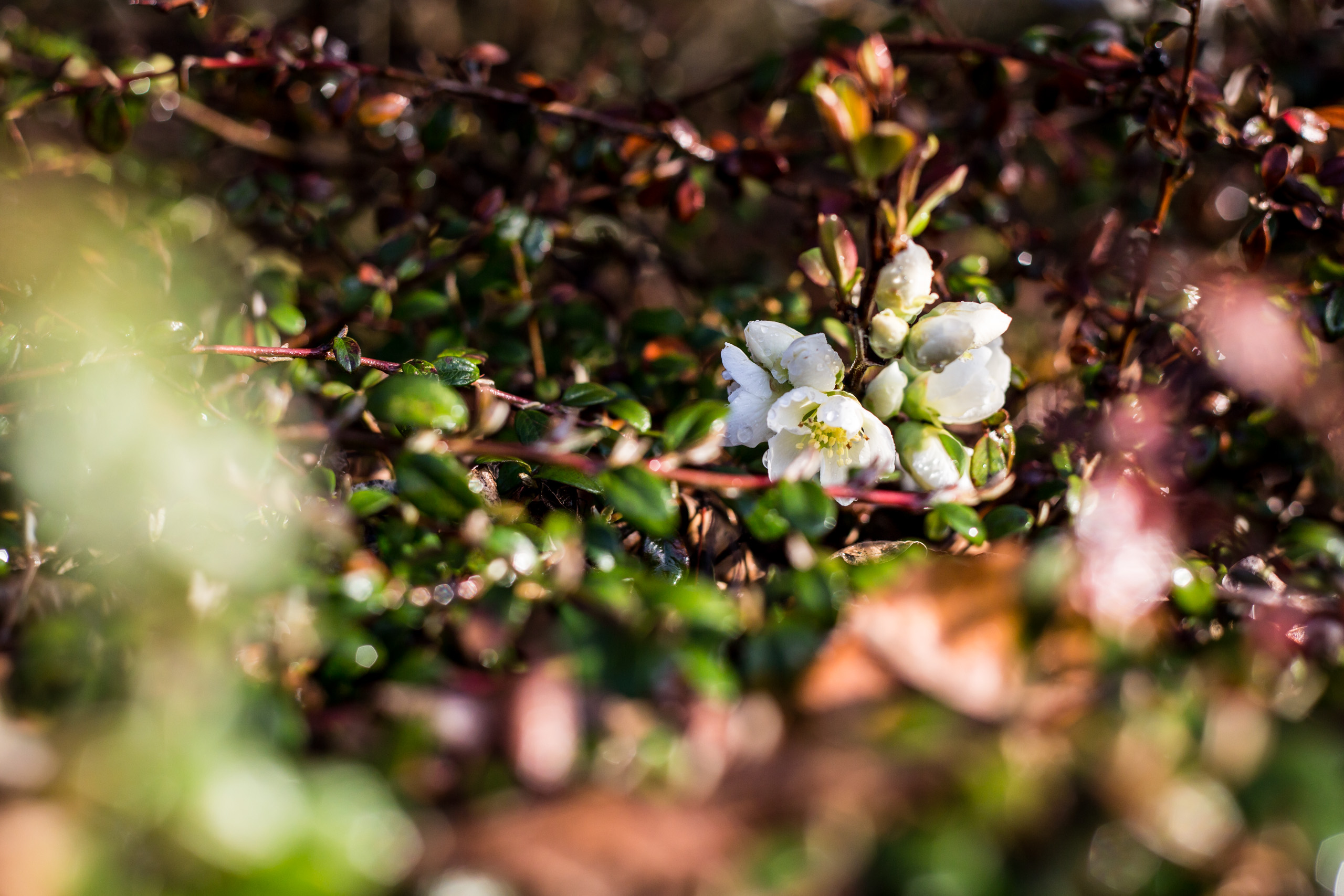 Vita blommor