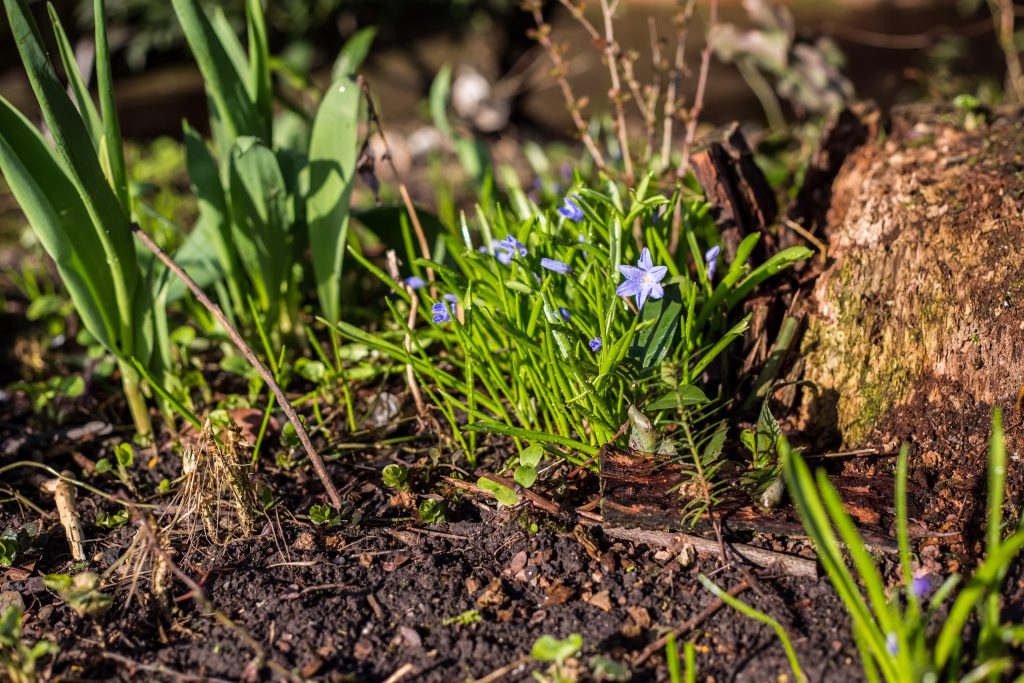 Blå blommor