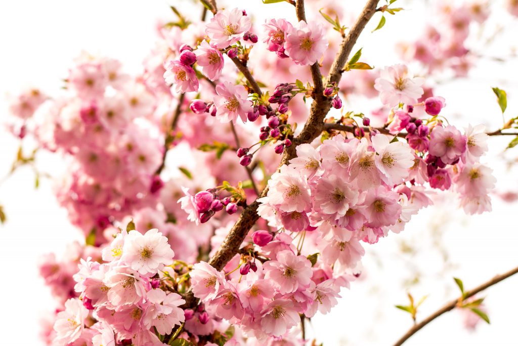 Körsbärsblommor