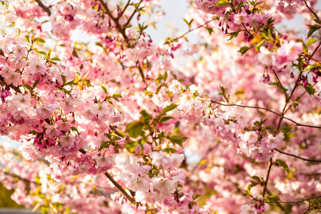 Körsbärsblommor