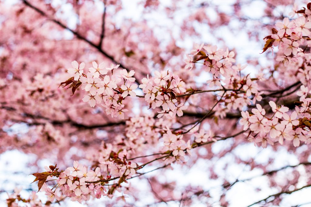 Körsbärsblommor