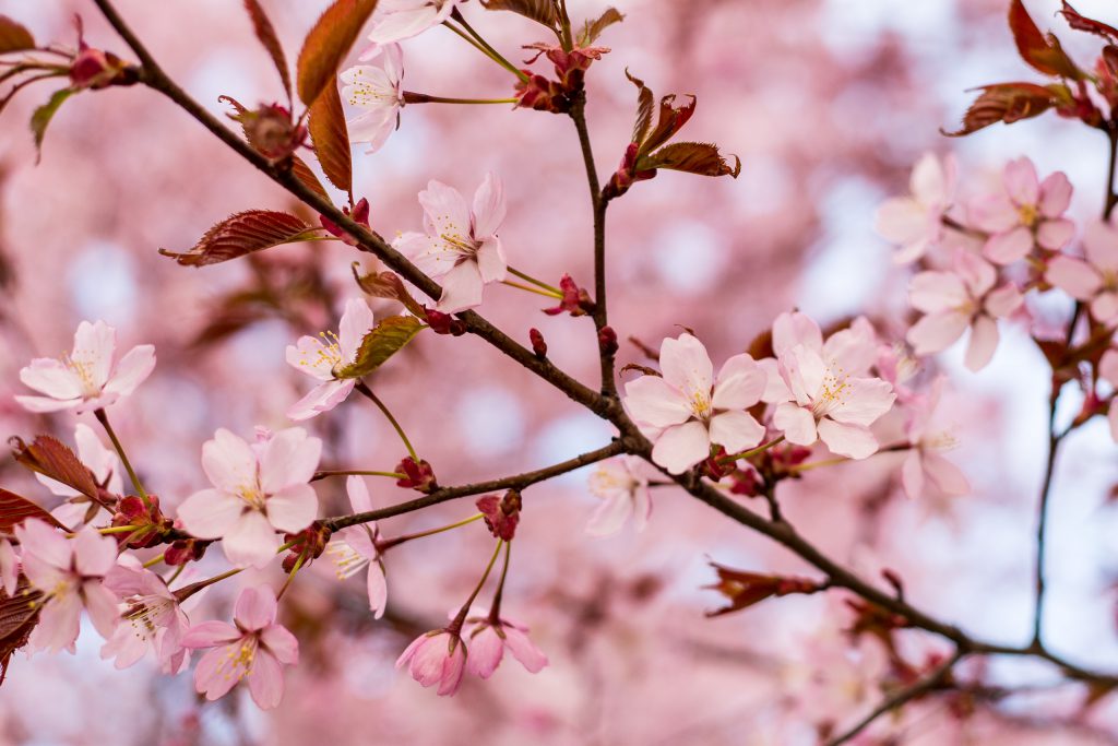 Körsbärsblommor