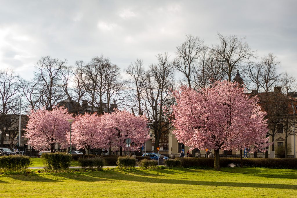 Körsbärsträd vid Vasaparken