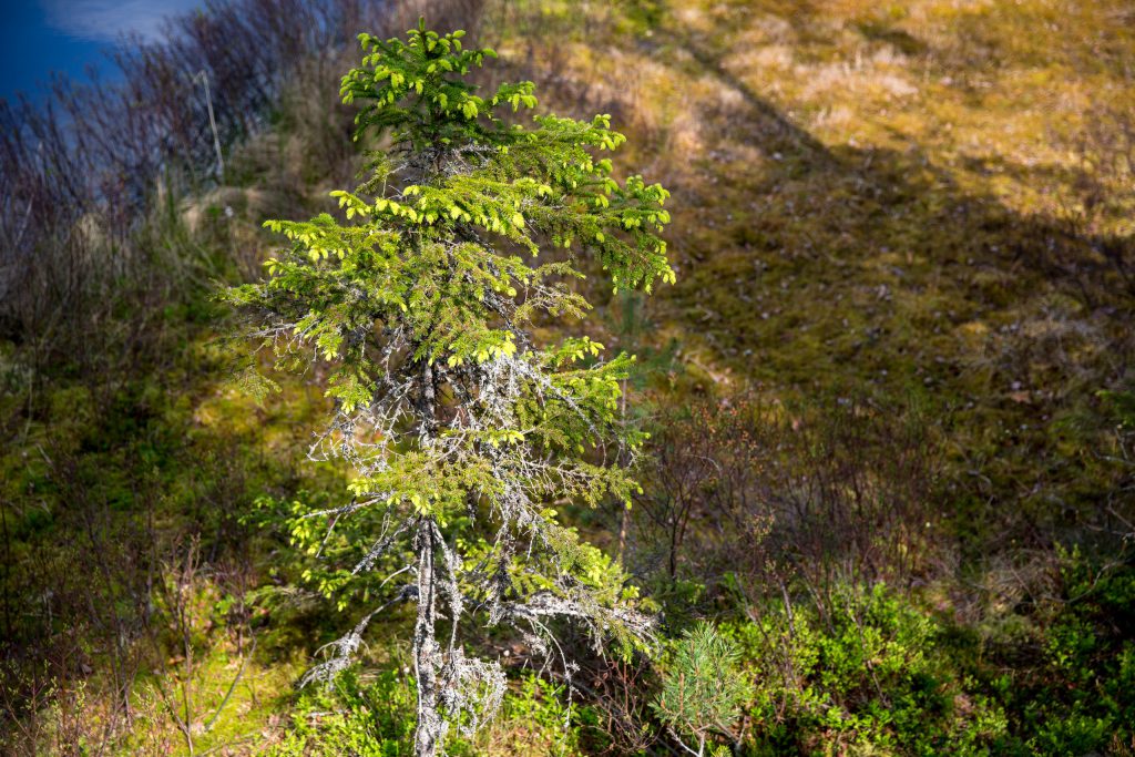 Tall på tillväxt