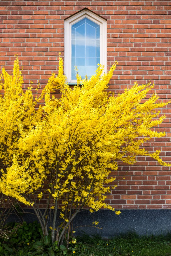 Gul blommande buske vid tegelfasad.