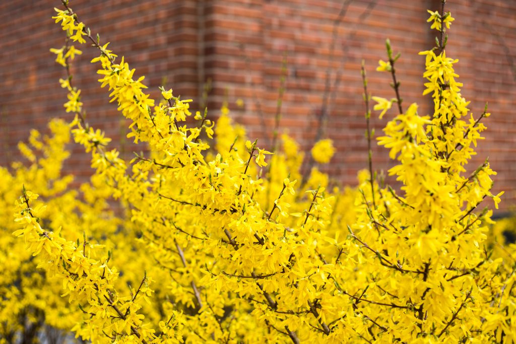 Gul blommande buske vid tegelfasad.