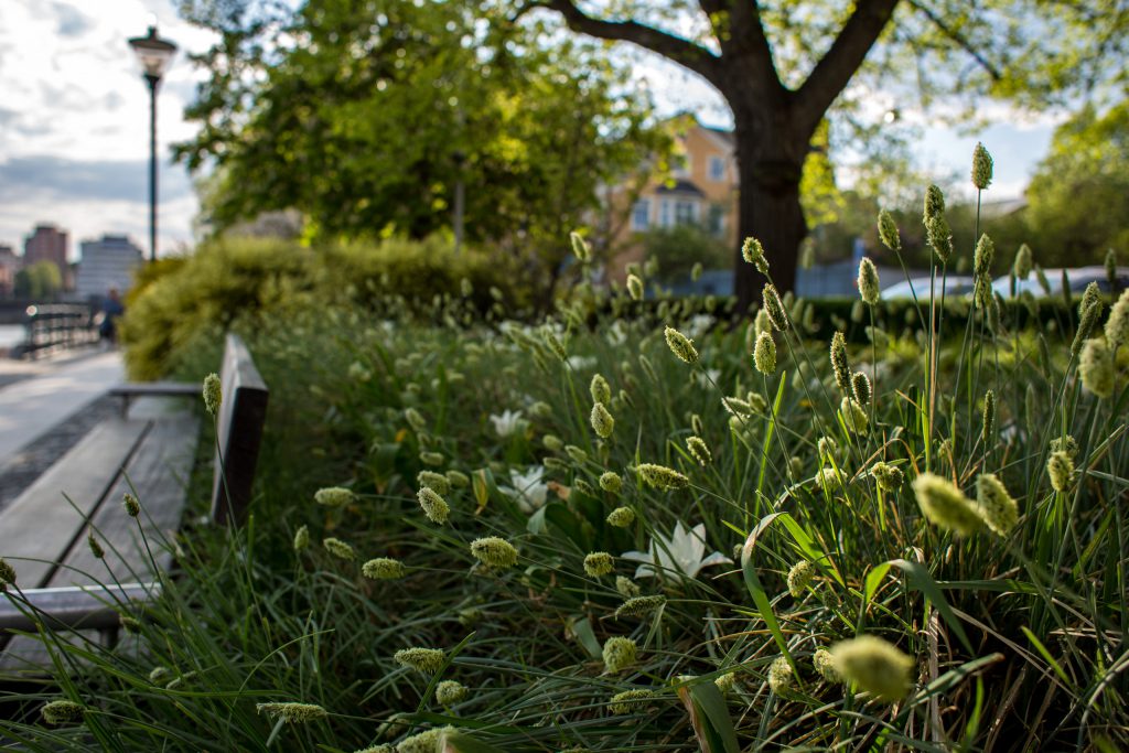 Blommor och gräs