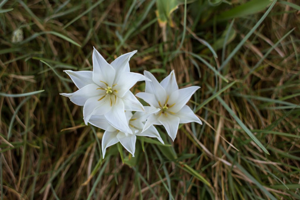 Vita blommor