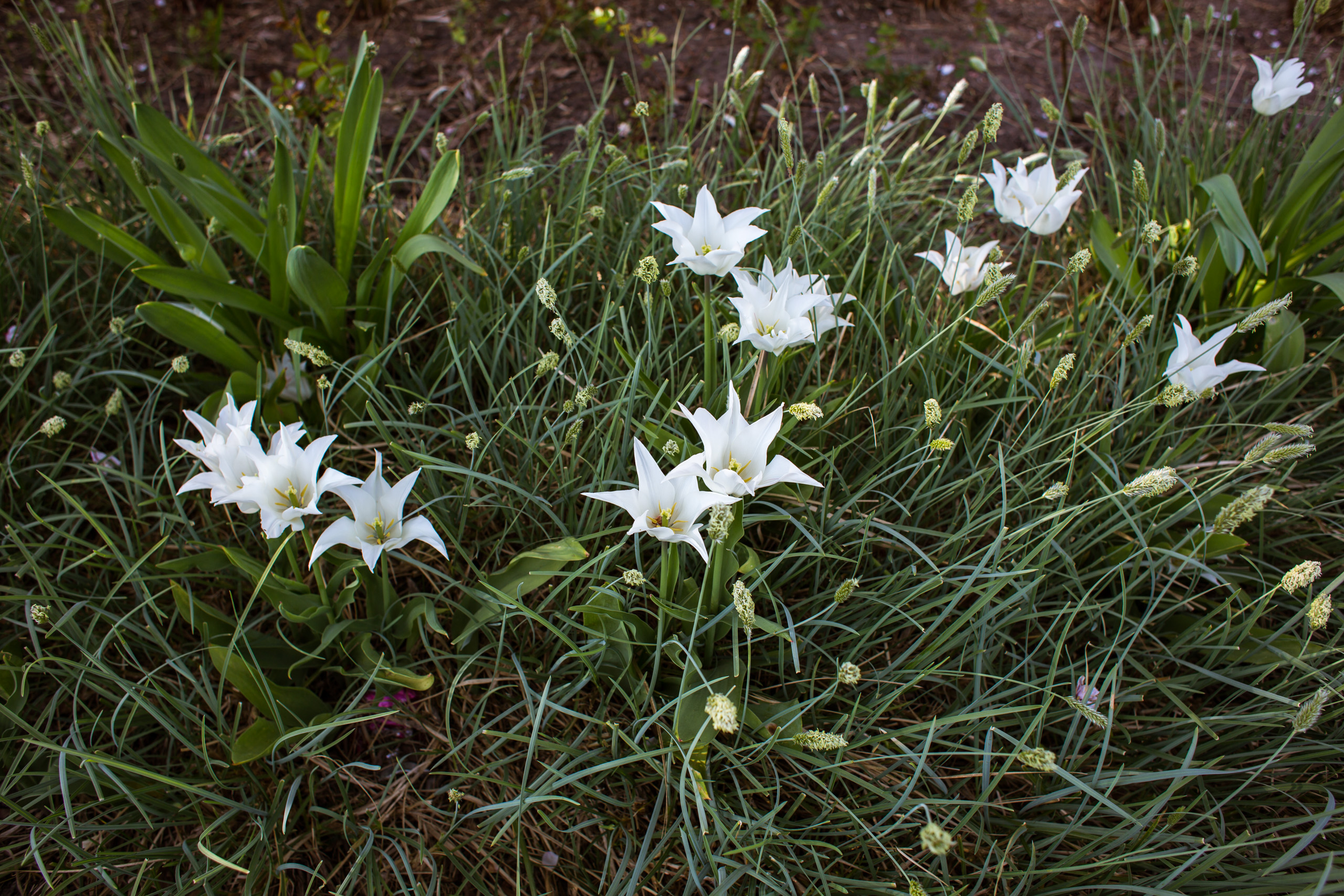 Vita blommor