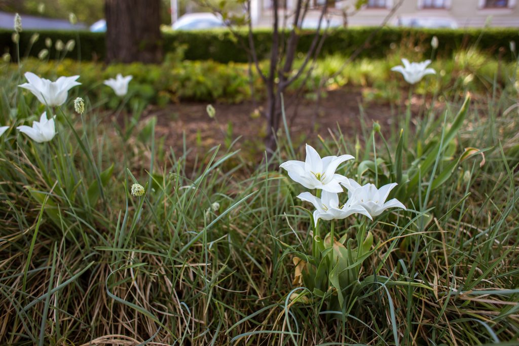 Vita blommor