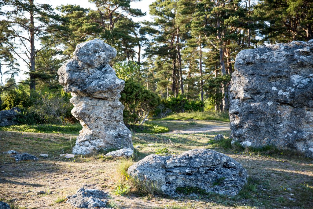 Raukar i skog