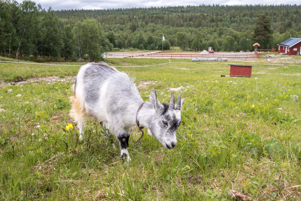 Getter vid kapprutet