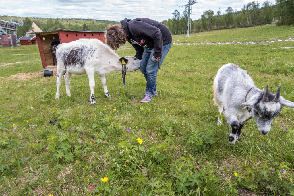 Getter vid kapprutet