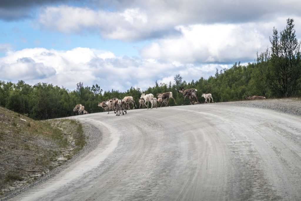 Renar på vägen