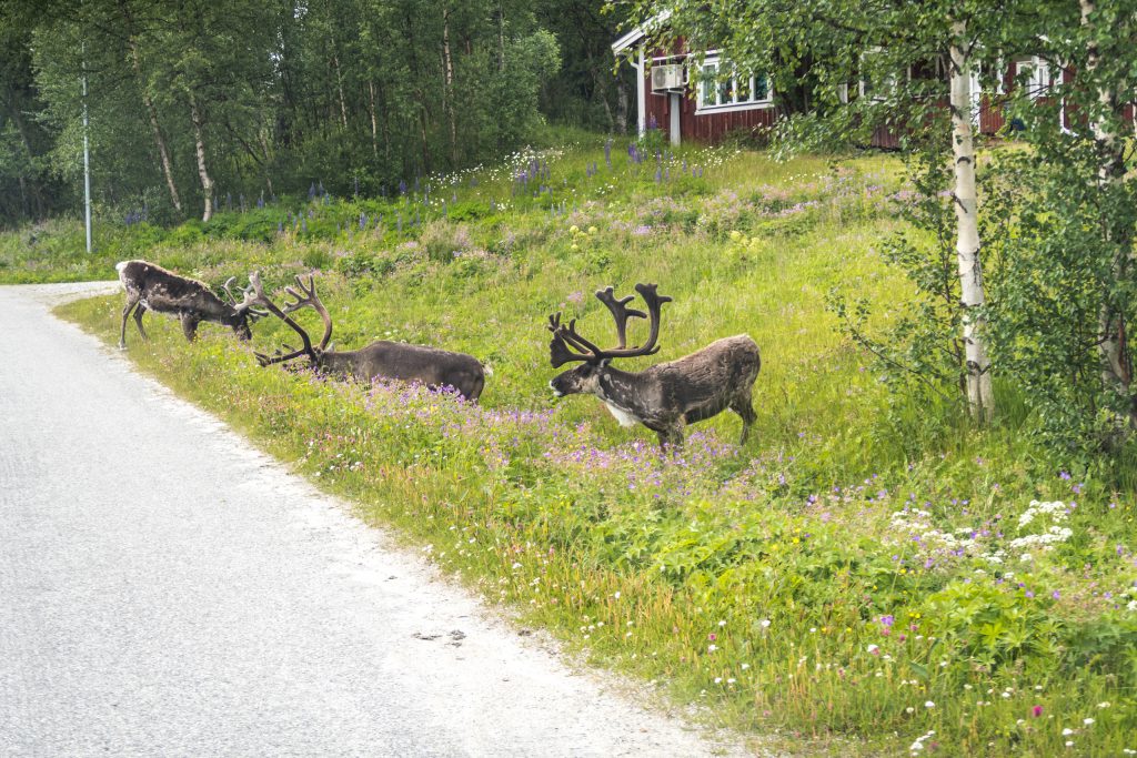 Renar på vägen