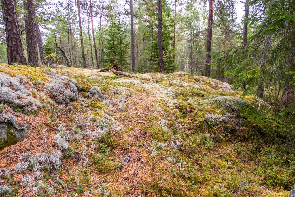 Jursla gammelskog