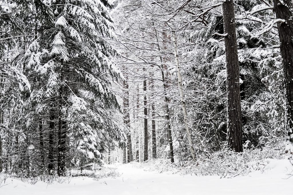 snö i skog