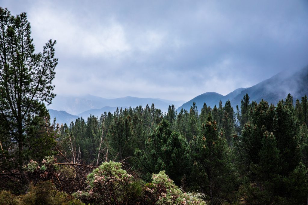 Natur längs Highway 330