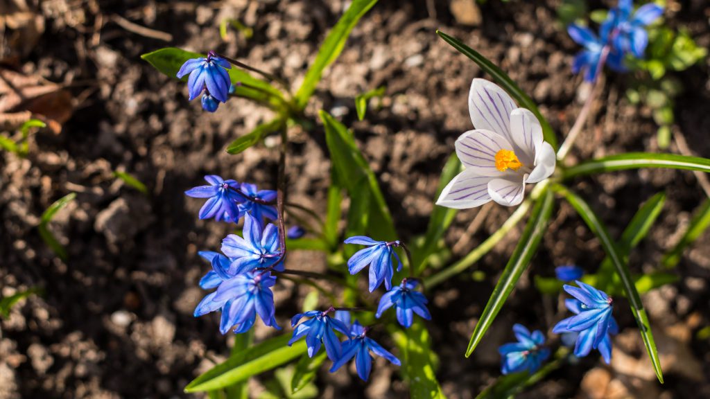 Vårblommor