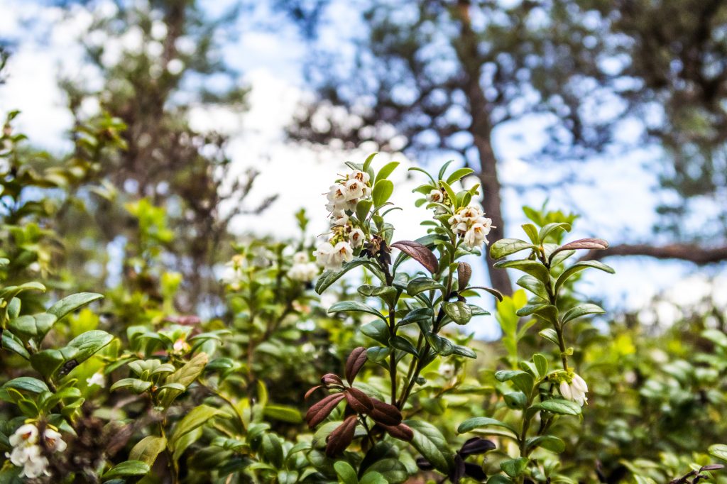 Bärblommor