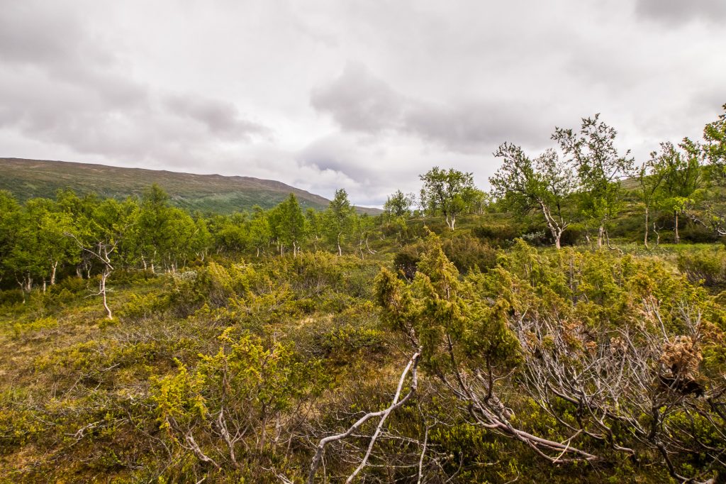 Gles fjällskog.