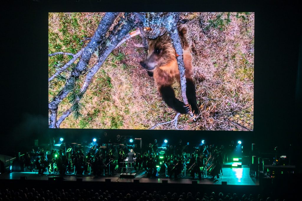 Björn kliar sig på Planet Earth