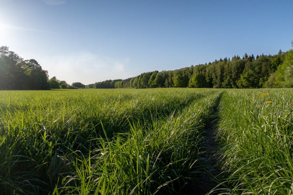 Vrinneviskogen