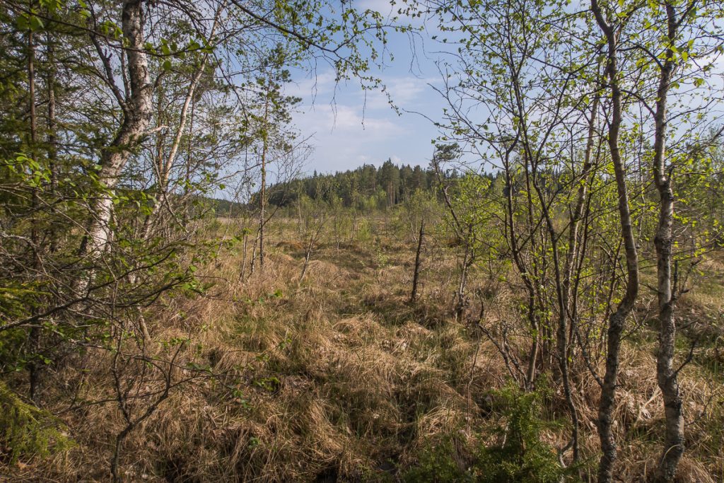 Myrmark innan sjön Stora rösjön