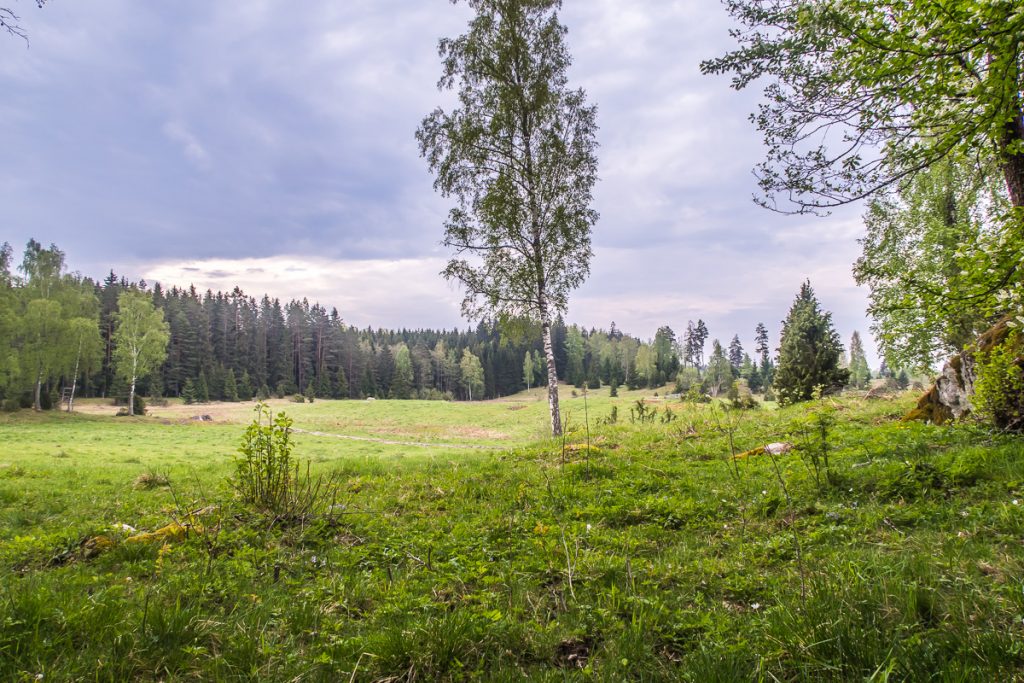 Betesmark mellan Hälleforsnäs och Flen