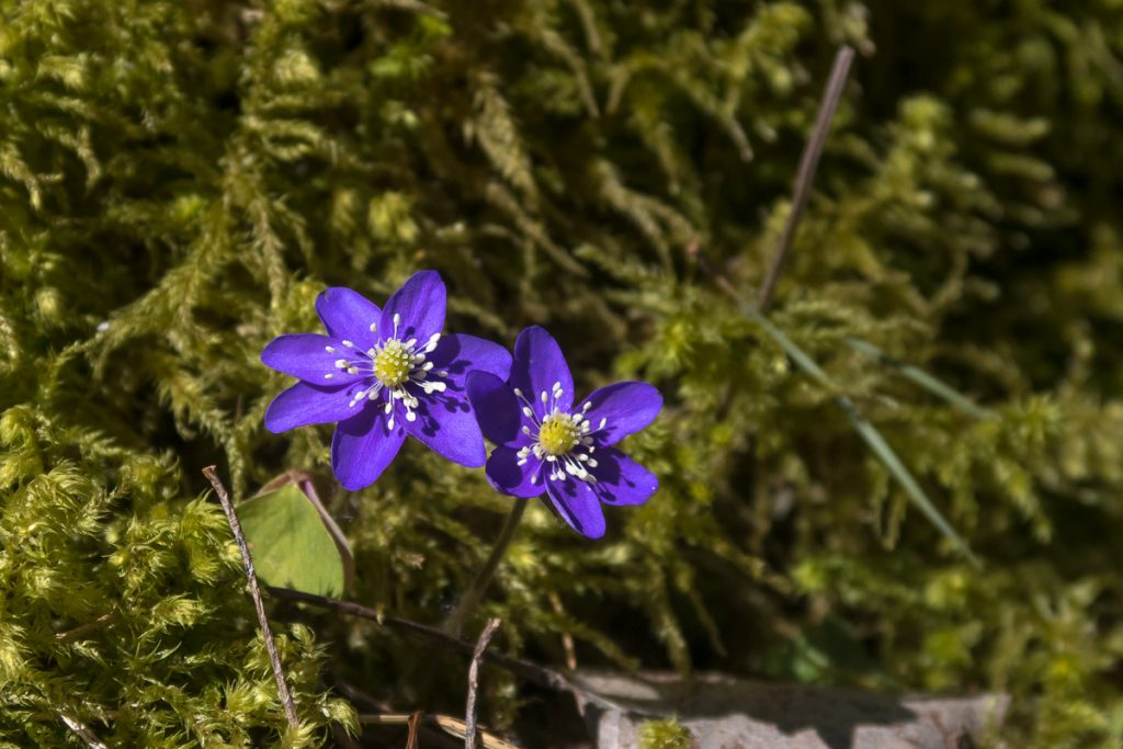 Blåsippa - Anemone hepatica