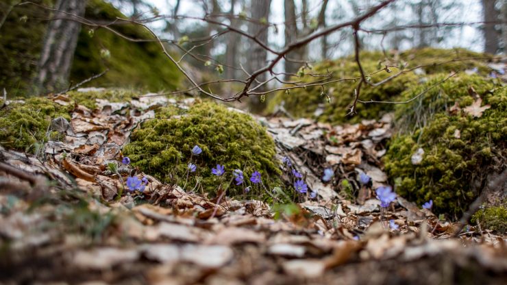 Blåsippa - Anemone hepatica