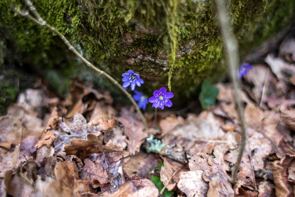 Blåsippa - Anemone hepatica