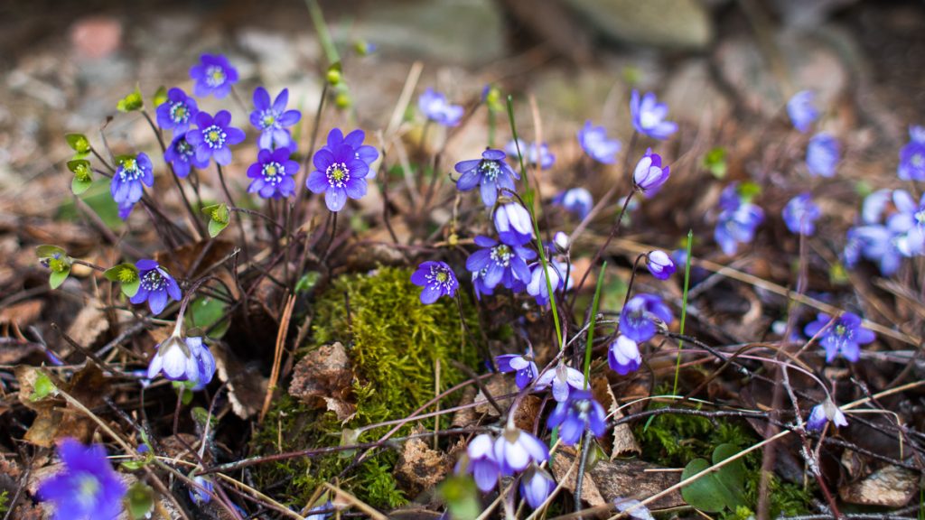 Blåsippa - Anemone hepatica