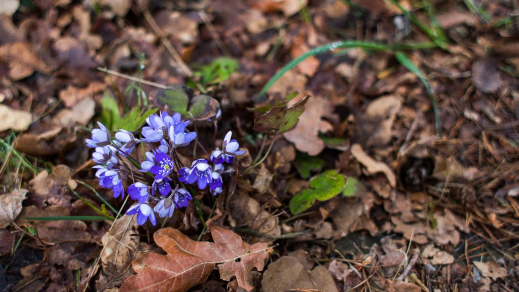 Blåsippa - Anemone hepatica