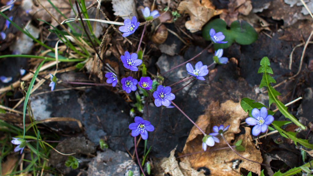 Blåsippa - Anemone hepatica