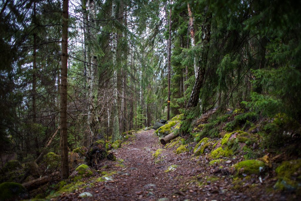 Stig i skogen