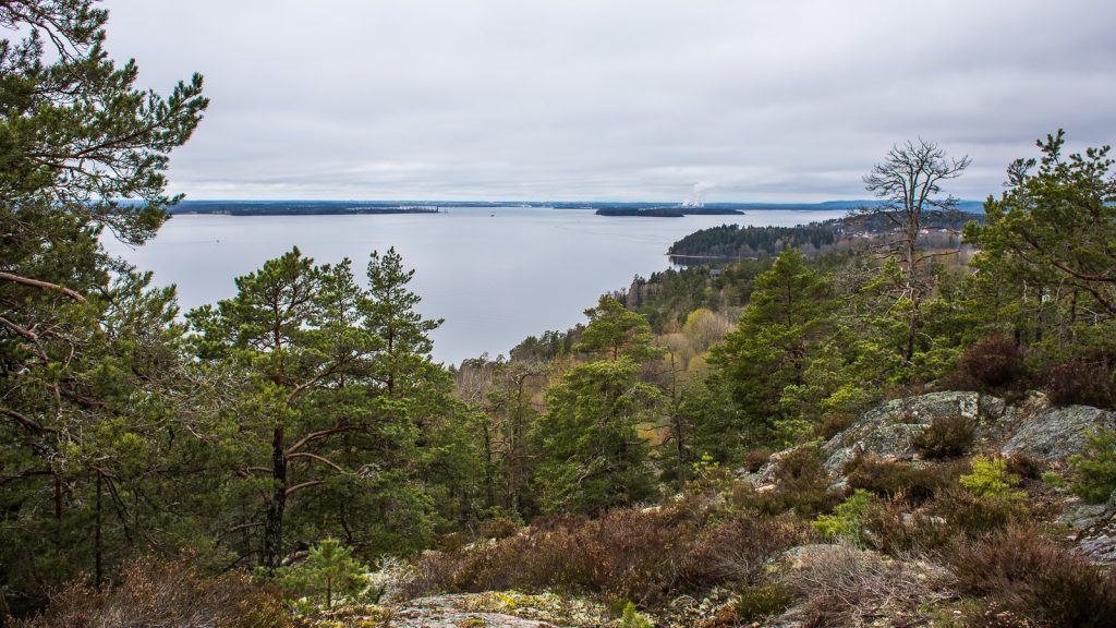 Skog framför utsikt över Bråviken