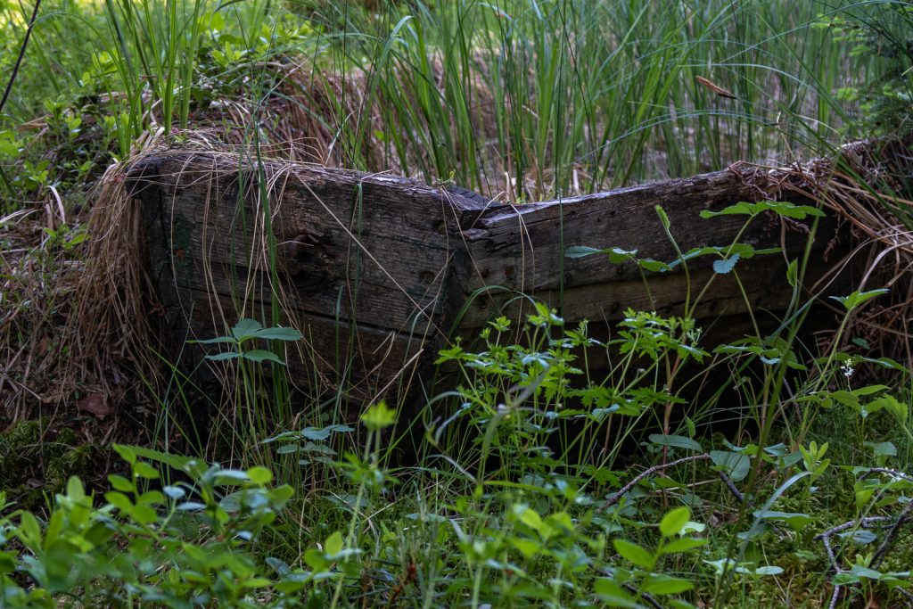 Growing grass, Sörmlandsleden 24