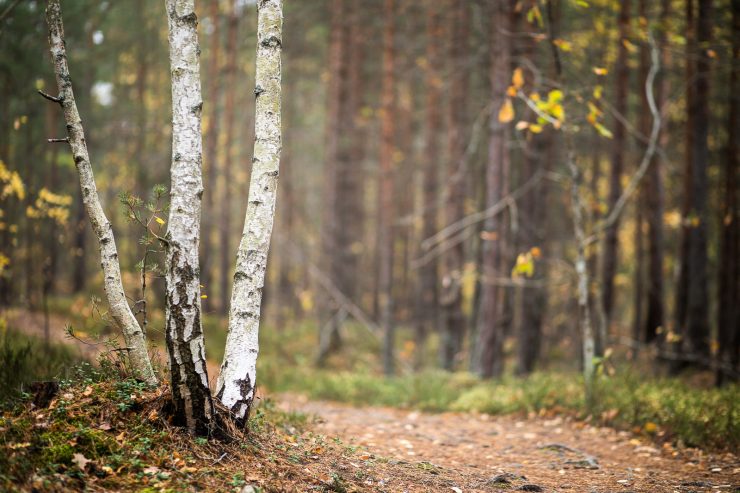 Björkstammar i Kättsätter