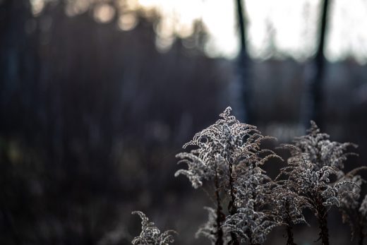 Vintriga färger på senhösten