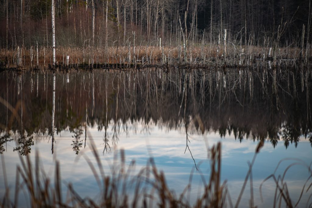 Avsågade björkar och träd vid stilla vatten