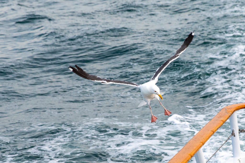 Fiskeresa i San Diego