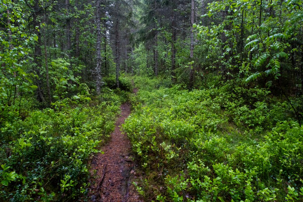 Grön skog i regn längs Bergslagsleden