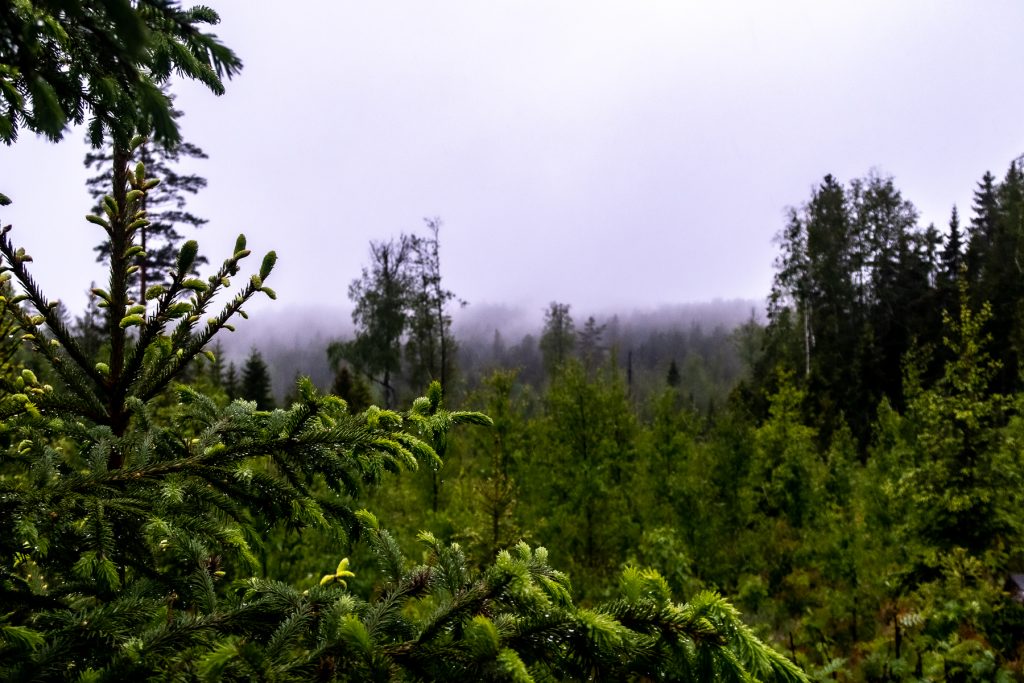 Regnblöt skog längs Bergslagsleden