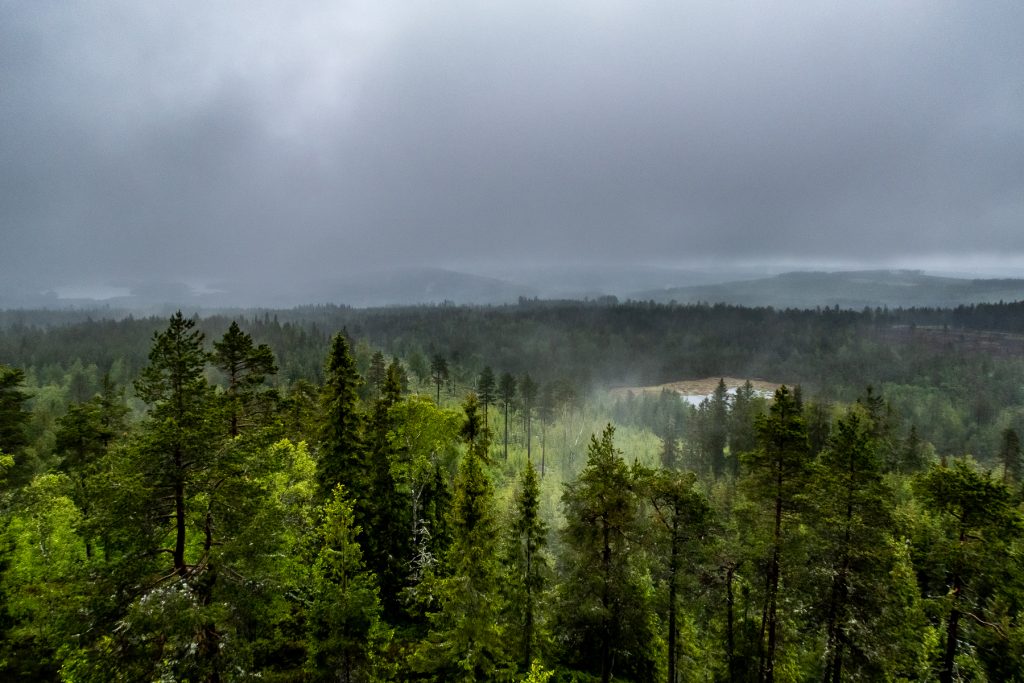 Utsikt från torn över regnblöt skog