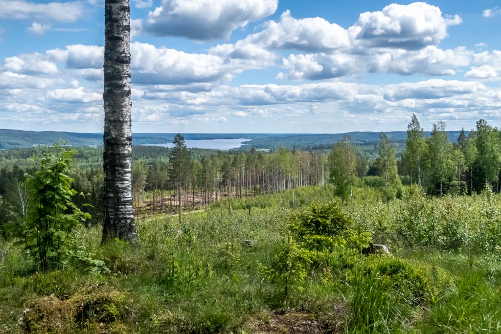 Vy över skog i Bergslagen