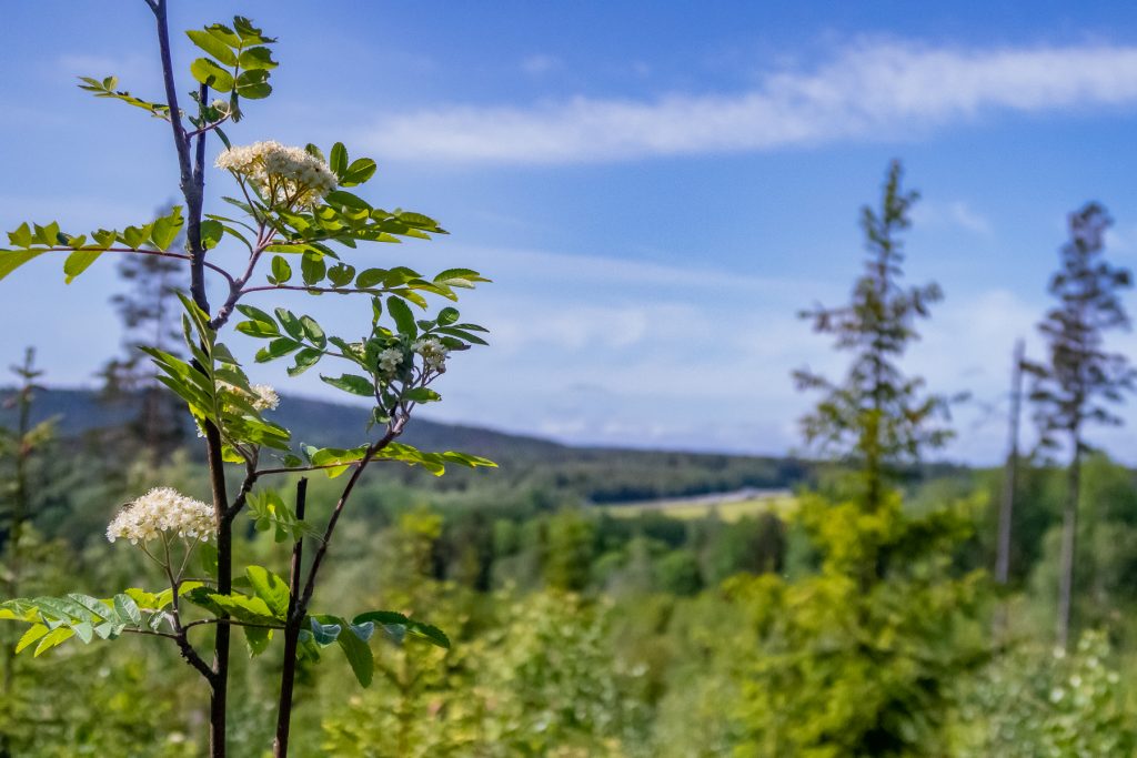 Högsommar