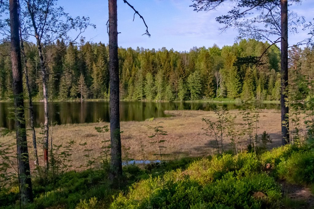 Nästan igenvuxen sjö