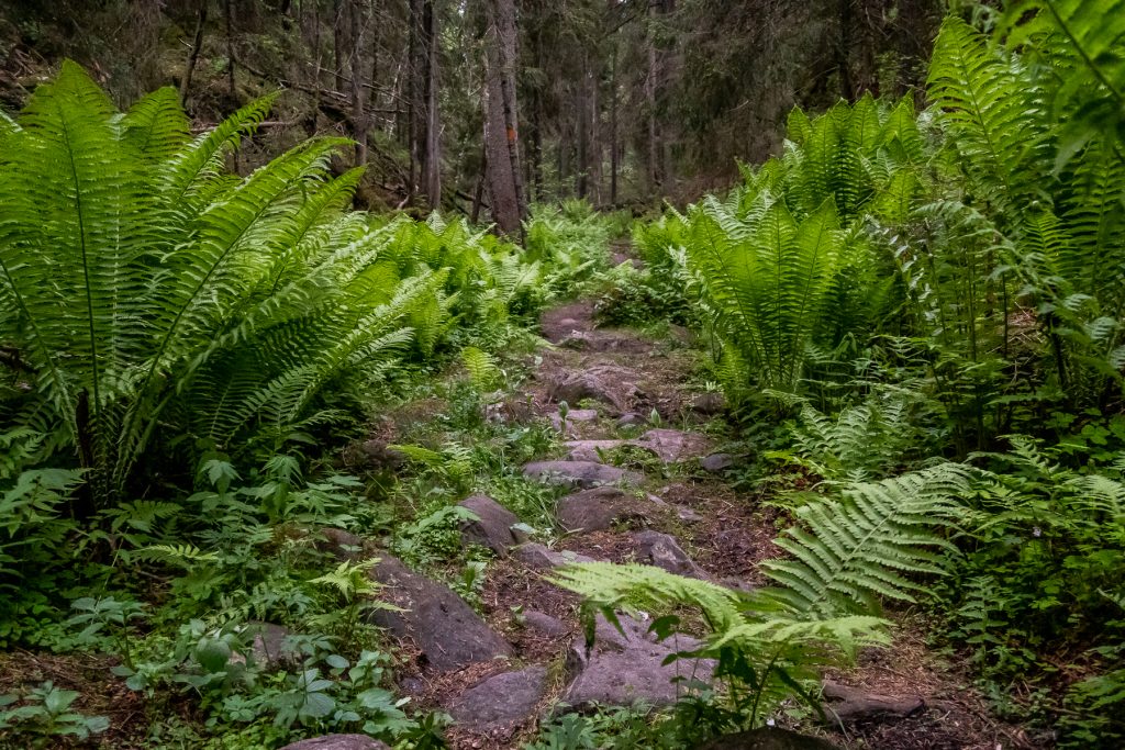 Ormbunkar växer nära Bergslagsleden